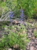 PICTURES/Picacho Peak & Casa Grande/t_Picacho Peak -Lupine.JPG